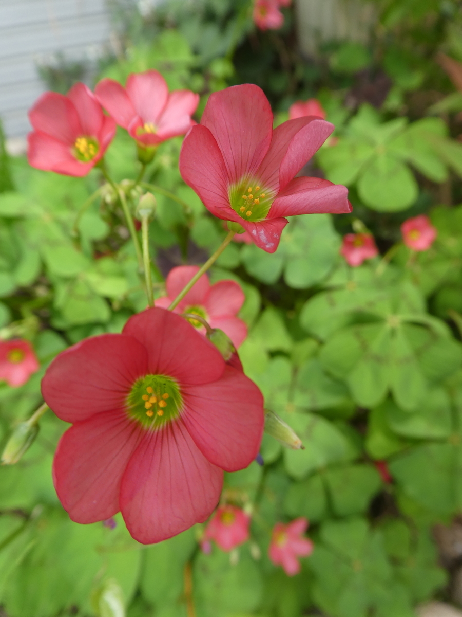 f:id:wanwanhanasan:20200622140242j:plain f:id:wanwanhanasan:20200622140242j:plain