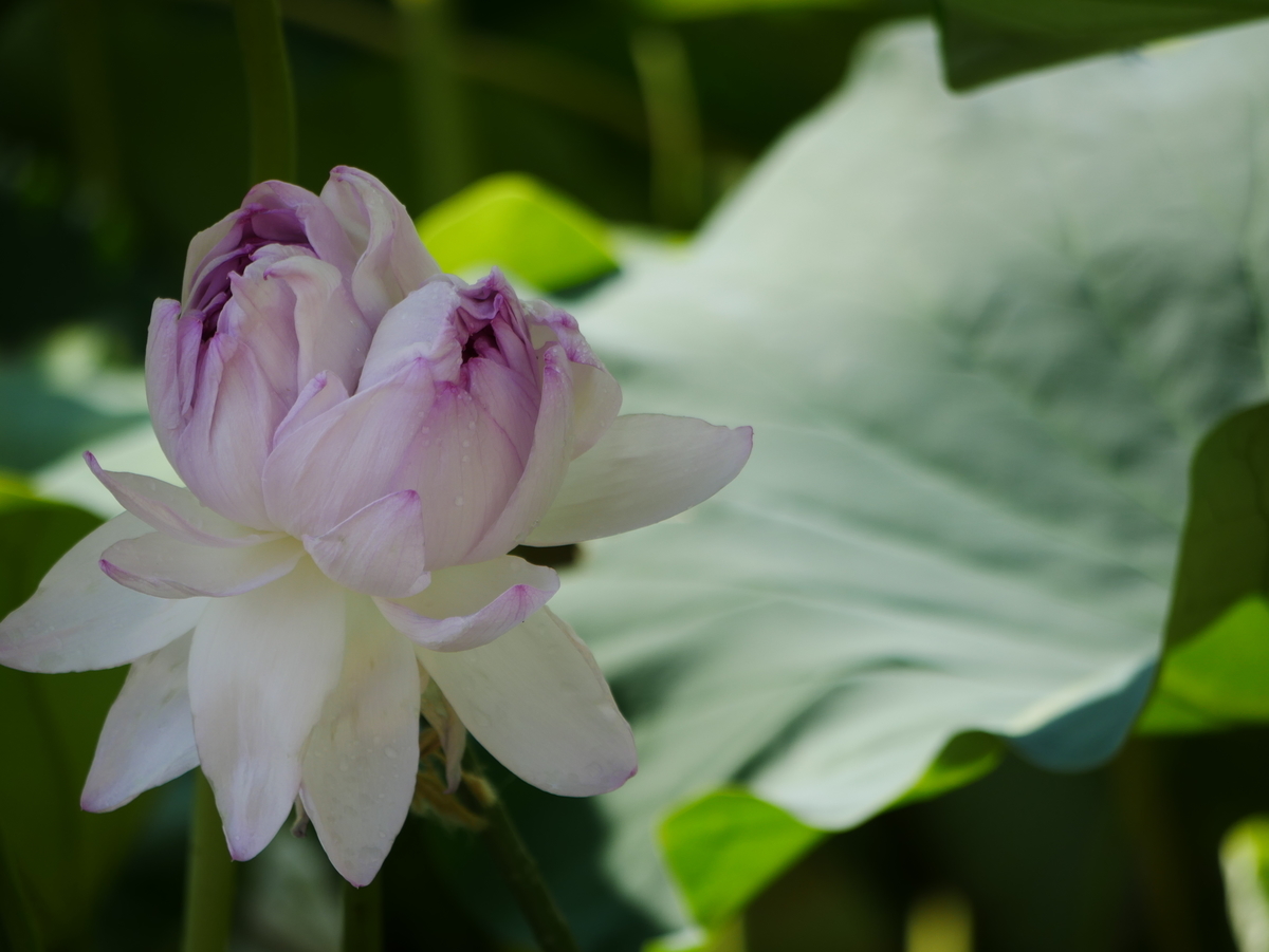 妙連蓮の咲き姿～！ wanwanhanasan’s diary