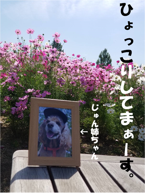 f:id:wanwankazoku:20191008004321p:plain f:id:wanwankazoku:20191008004321p:plain