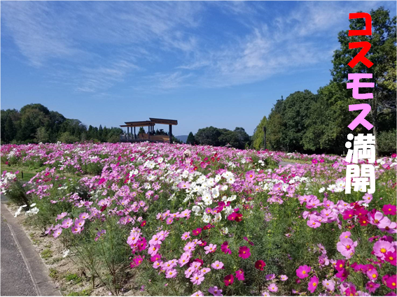 f:id:wanwankazoku:20191008004538p:plain f:id:wanwankazoku:20191008004538p:plain