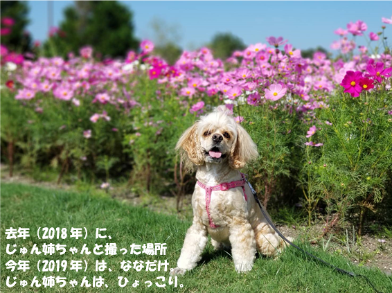f:id:wanwankazoku:20191008004823p:plain f:id:wanwankazoku:20191008004823p:plain