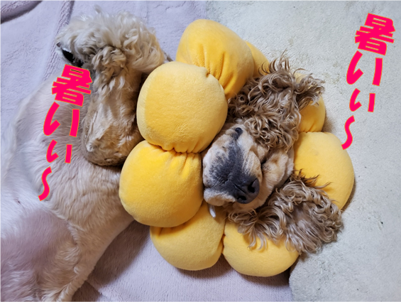 f:id:wanwankazoku:20200509202311p:plain f:id:wanwankazoku:20200509202311p:plain