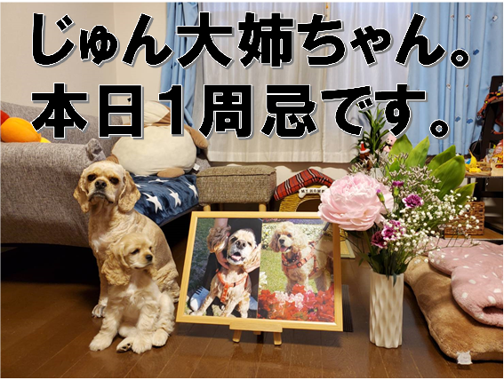 f:id:wanwankazoku:20200610205526p:plain