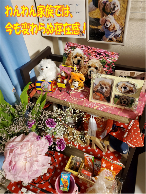 f:id:wanwankazoku:20200610210045p:plain