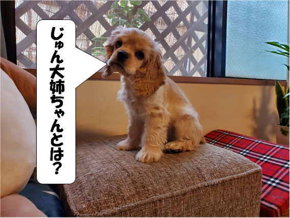 f:id:wanwankazoku:20200610210306p:plain