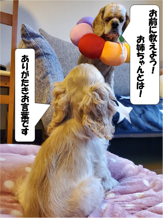 f:id:wanwankazoku:20200610210724p:plain