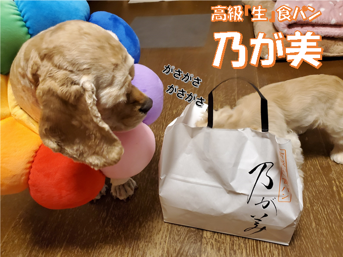 f:id:wanwankazoku:20200613183526p:plain f:id:wanwankazoku:20200613183526p:plain