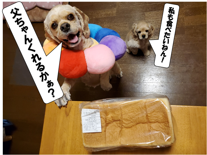 f:id:wanwankazoku:20200613184315p:plain f:id:wanwankazoku:20200613184315p:plain