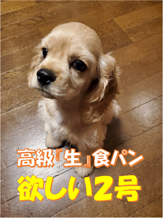 f:id:wanwankazoku:20200613185803p:plain f:id:wanwankazoku:20200613185803p:plain