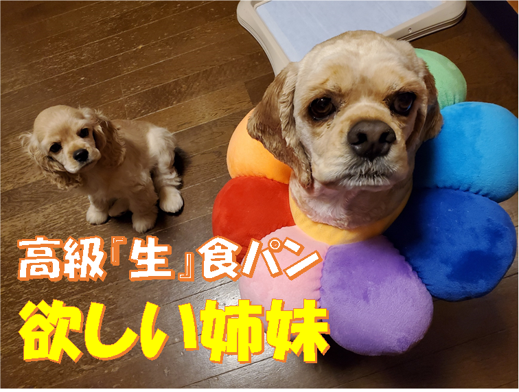 f:id:wanwankazoku:20200613190205p:plain f:id:wanwankazoku:20200613190205p:plain
