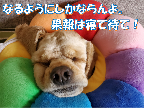 f:id:wanwankazoku:20200614203205p:plain