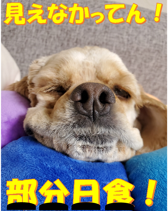f:id:wanwankazoku:20200621211556p:plain