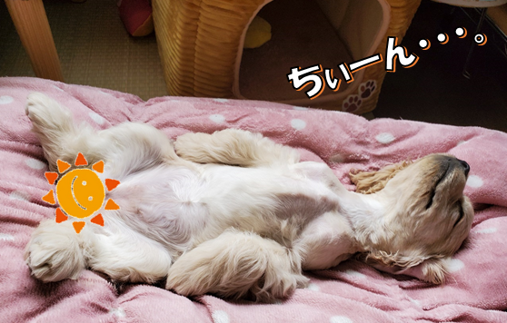 f:id:wanwankazoku:20200621212022p:plain