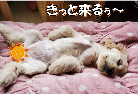 f:id:wanwankazoku:20200621212514p:plain