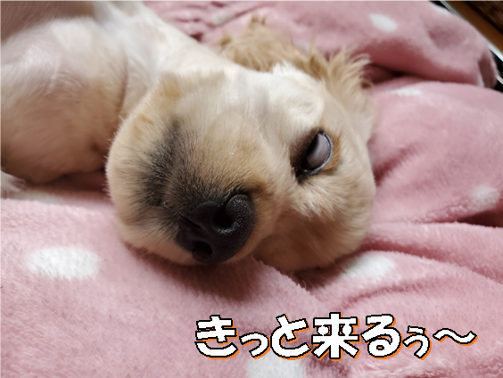 f:id:wanwankazoku:20200621212633p:plain