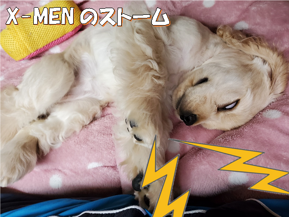 f:id:wanwankazoku:20200621212810p:plain