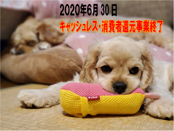 f:id:wanwankazoku:20200630210051p:plain