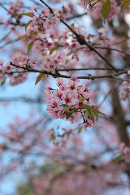 f:id:wanwanwan_99:20081231141229j:image:left