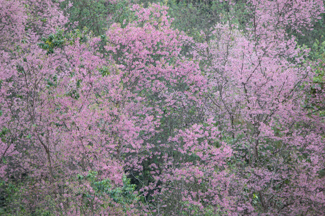 f:id:wanwanwan_99:20081231145142j:image f:id:wanwanwan_99:20081231145142j:image