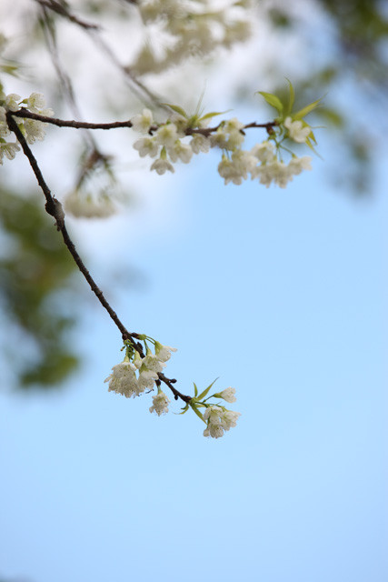 f:id:wanwanwan_99:20081231153927j:image f:id:wanwanwan_99:20081231153927j:image