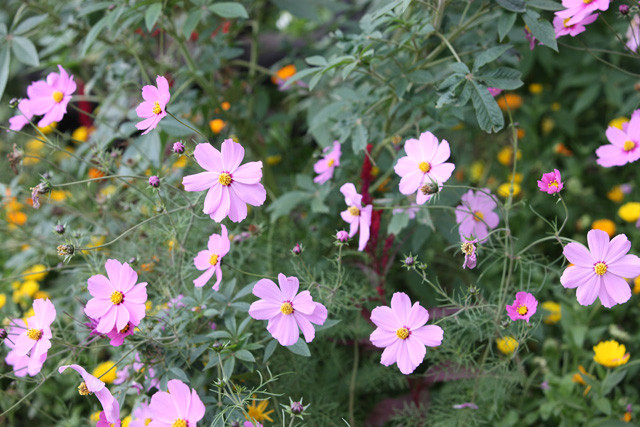f:id:wanwanwan_99:20081231161221j:image f:id:wanwanwan_99:20081231161221j:image