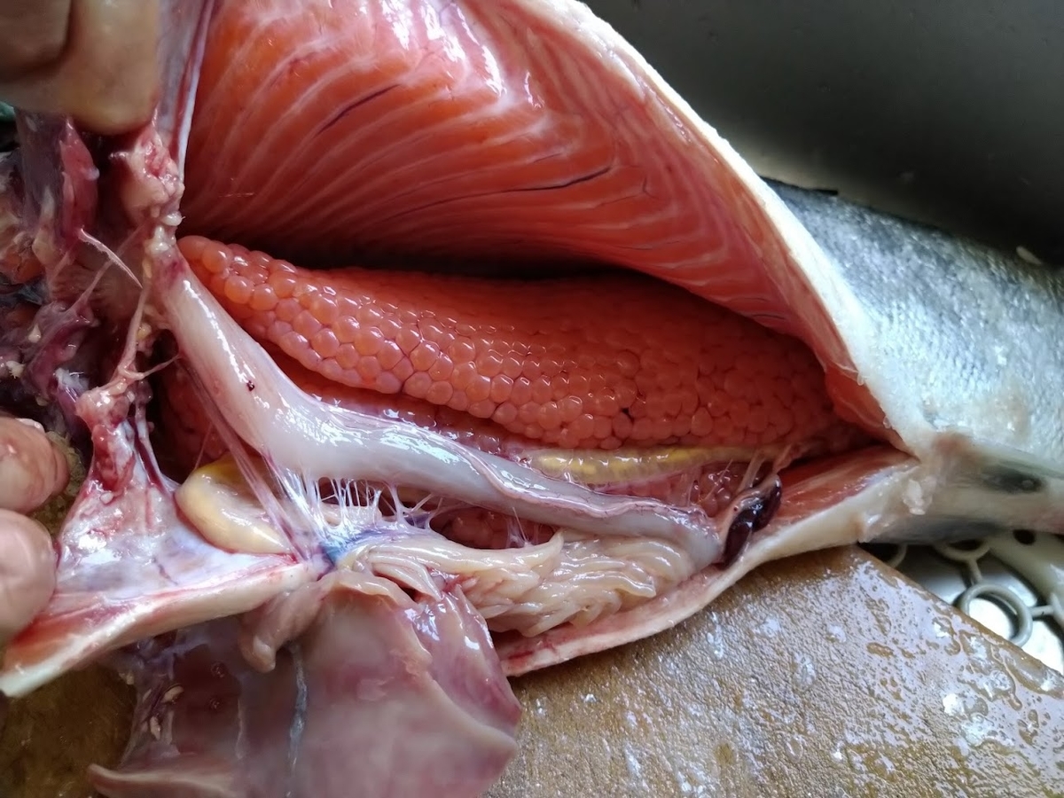 f:id:wao6565:20210904202810j:plain