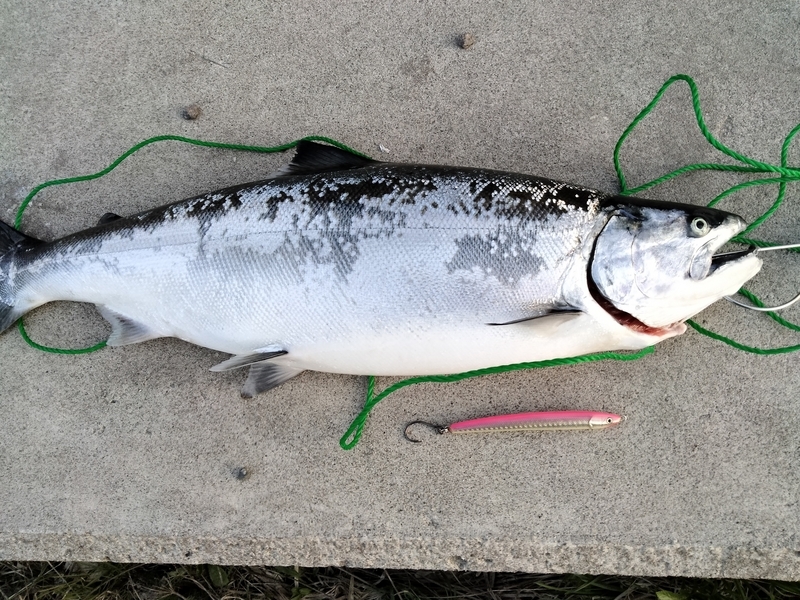 海サクラマスが釣りたい初心者の方へ - voxyさんと往く！