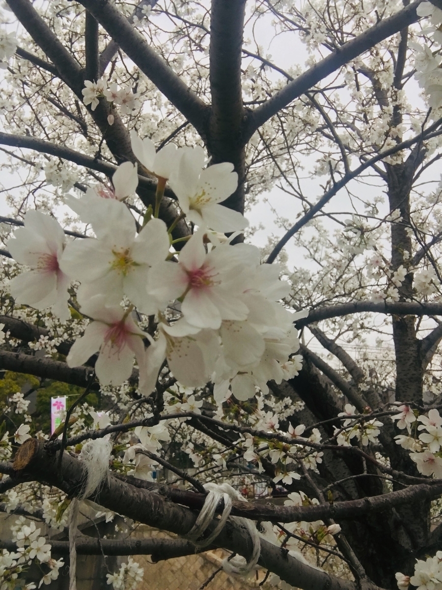 f:id:war-is-over:20190413214054j:plain f:id:war-is-over:20190413214054j:plain