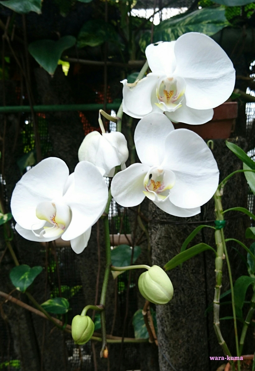 f:id:wara-kuma:20200316190815j:plain f:id:wara-kuma:20200316190815j:plain
