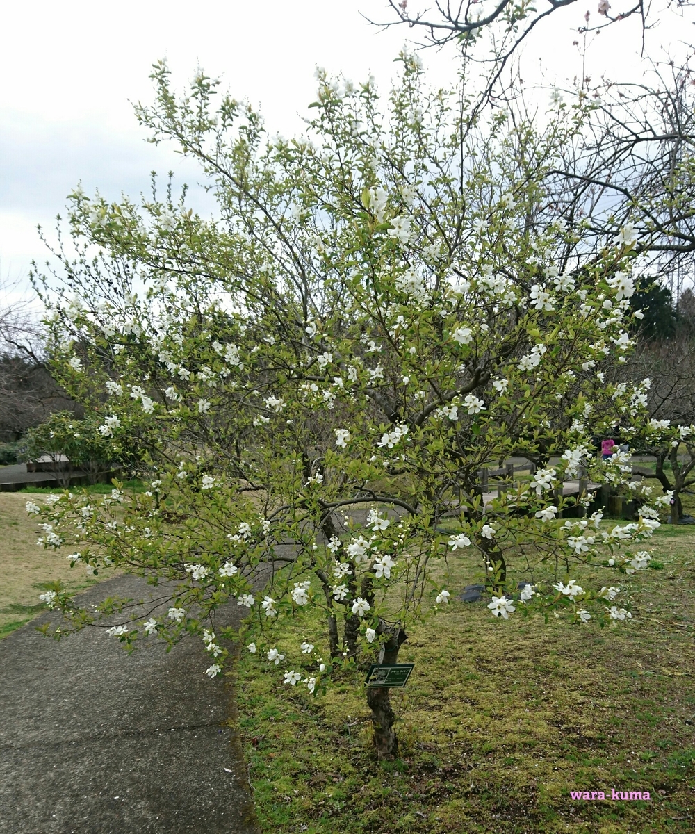 f:id:wara-kuma:20200316192208j:plain f:id:wara-kuma:20200316192208j:plain