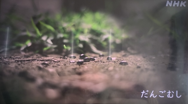 おかあさんといっしょだんごむしウォーク！オープニング曲・生き物映像が同じなのはなぜ？