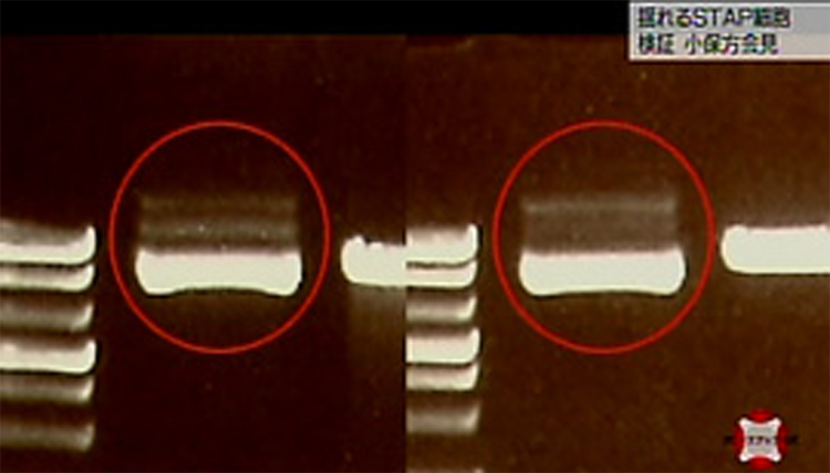 f:id:warbler:20140920091311p:image f:id:warbler:20140920091311p:image