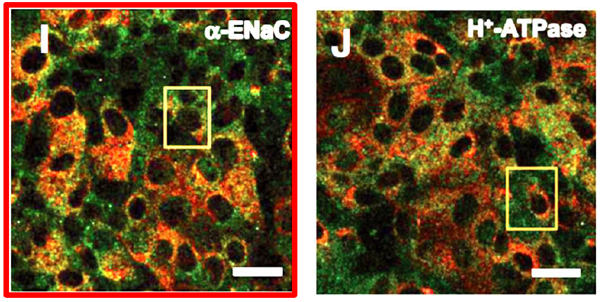f:id:warbler:20160416093701p:plain