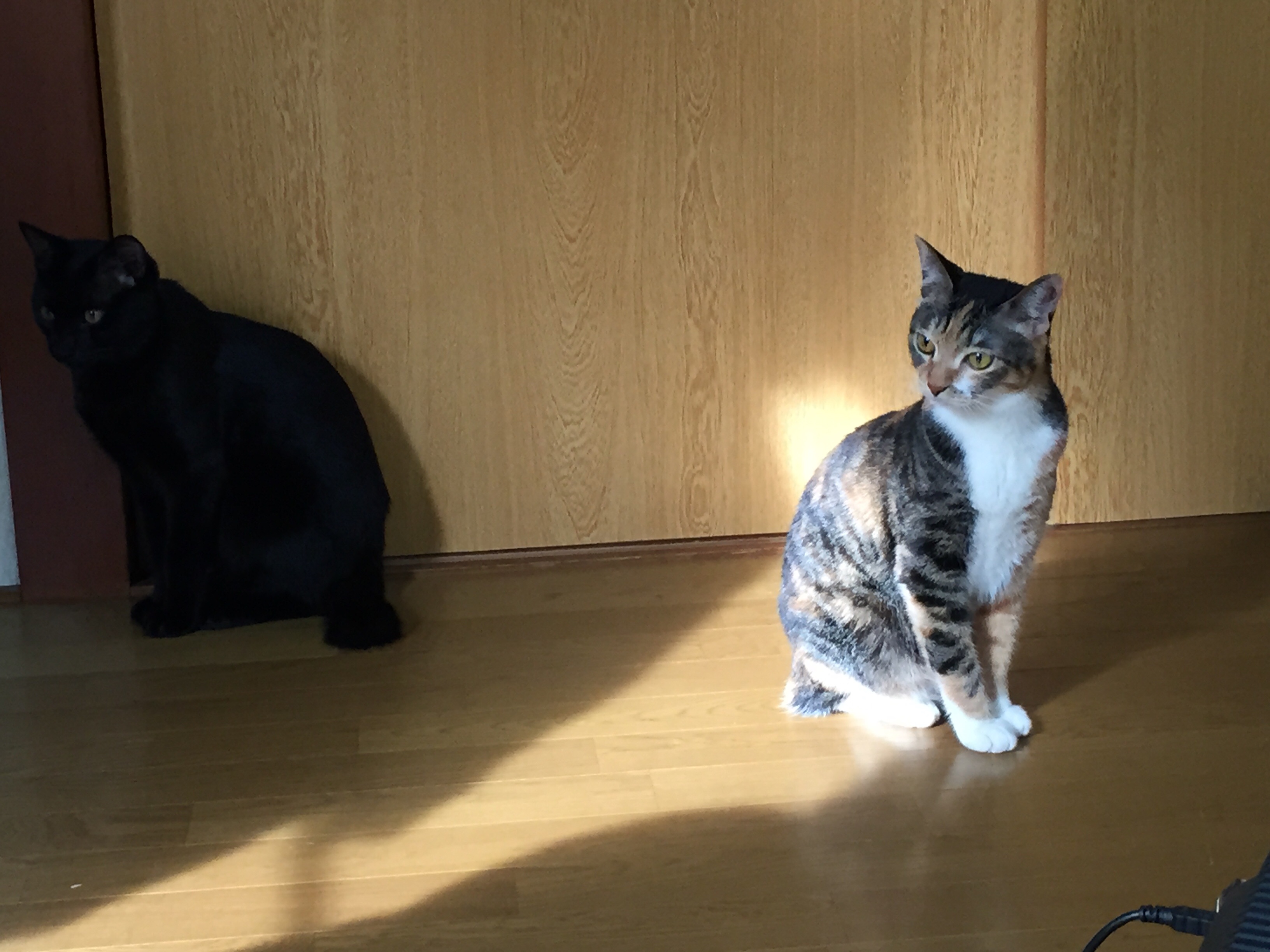 f:id:warorince:20151115143646j:image f:id:warorince:20151115143646j:image
