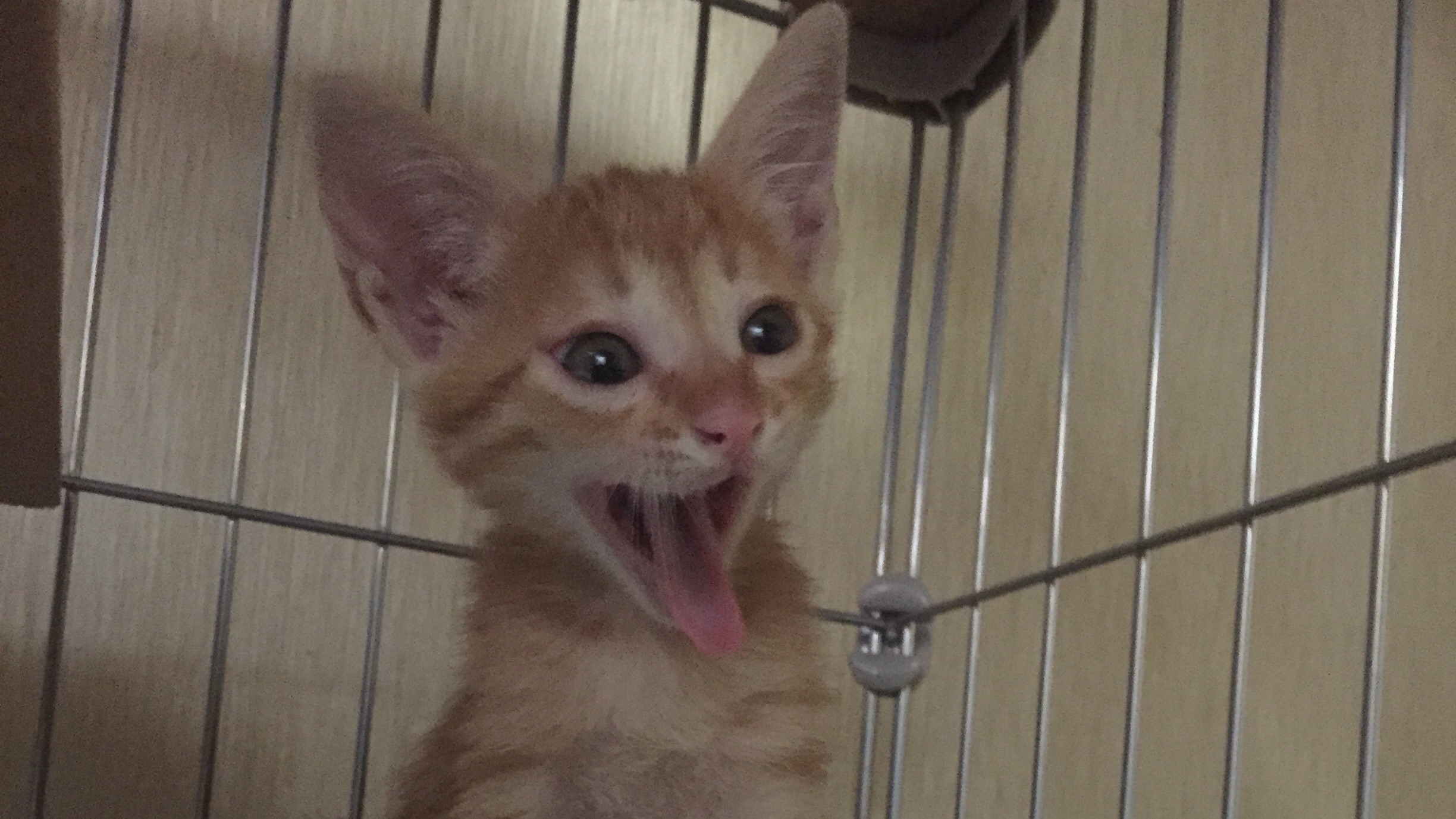 f:id:warorince:20151116165021j:image f:id:warorince:20151116165021j:image