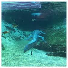 f:id:warumonost:20190205094139j:plain f:id:warumonost:20190205094139j:plain