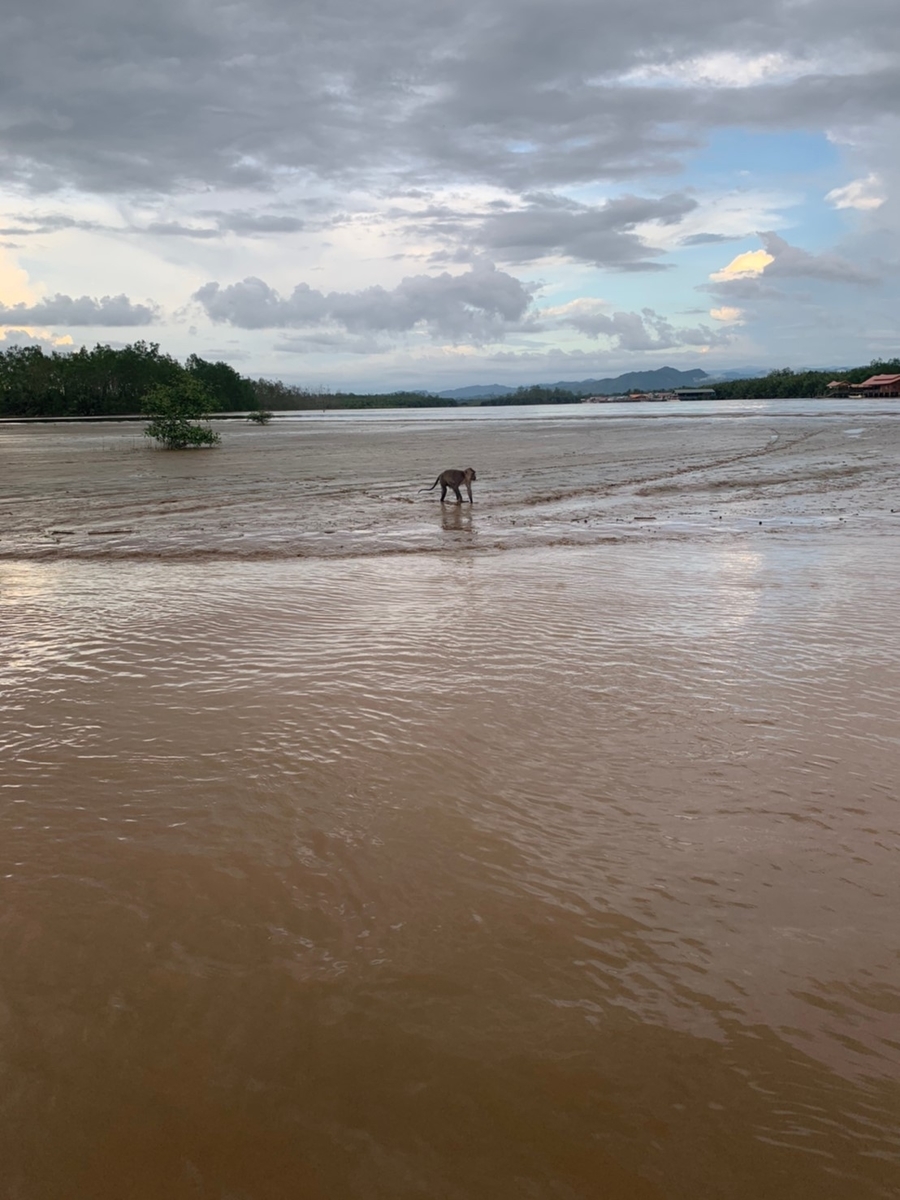 f:id:warumonost:20191123232909j:plain