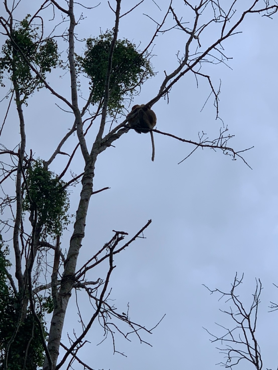f:id:warumonost:20191123233015j:plain