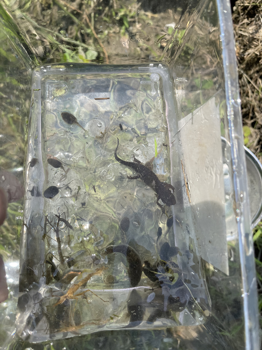 f:id:warumonost:20210608153948j:plain