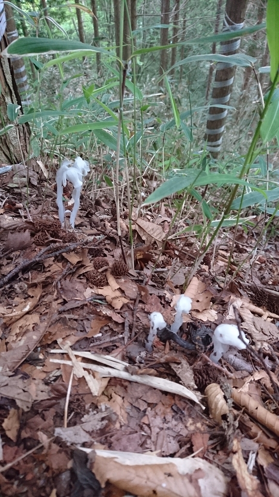 f:id:wasab_p:20181215230147j:plain f:id:wasab_p:20181215230147j:plain