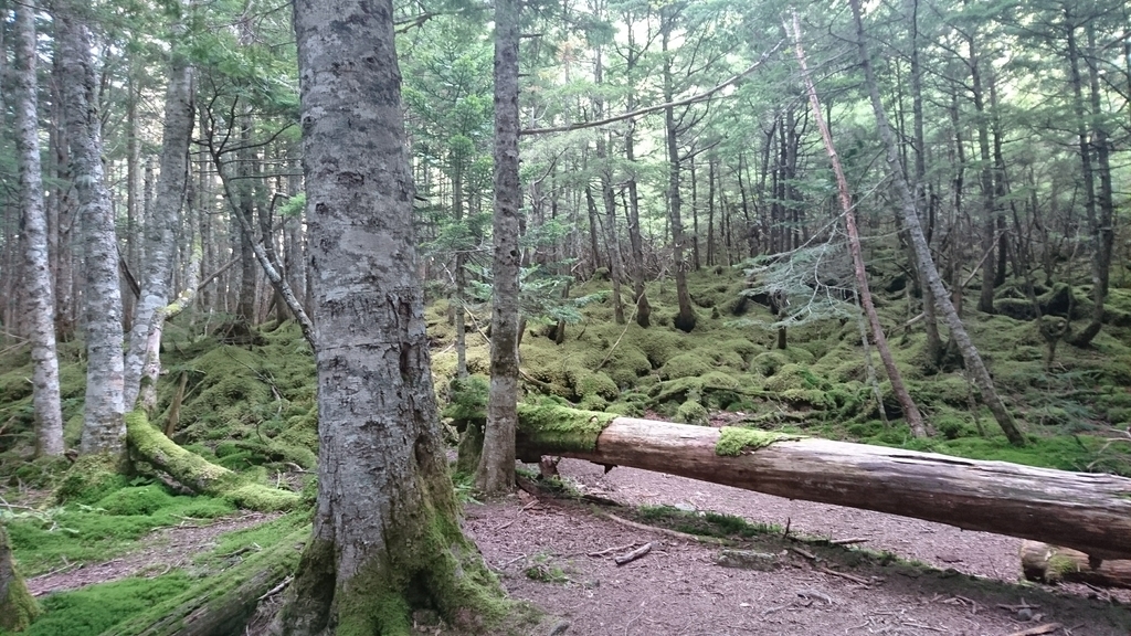 f:id:wasab_p:20181215230950j:plain f:id:wasab_p:20181215230950j:plain