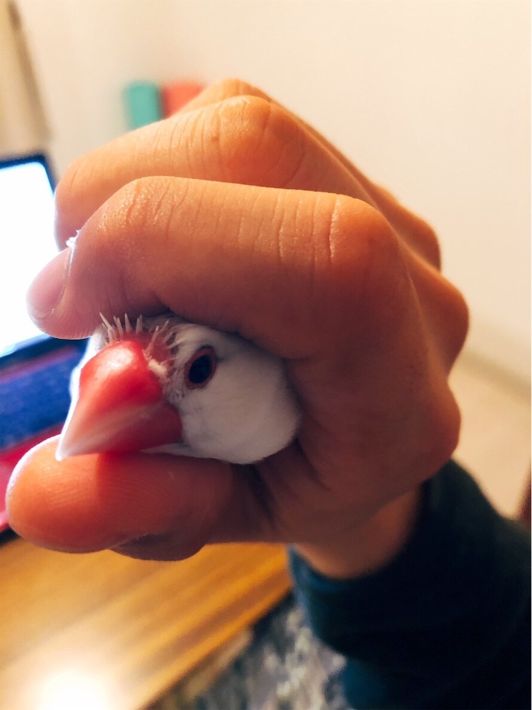 f:id:wasabi1204:20190406110619j:image f:id:wasabi1204:20190406110619j:image