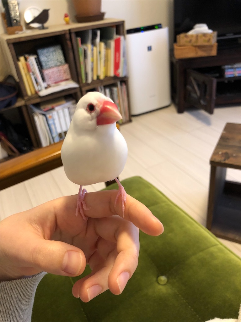 f:id:wasabi1204:20190406110622j:image f:id:wasabi1204:20190406110622j:image