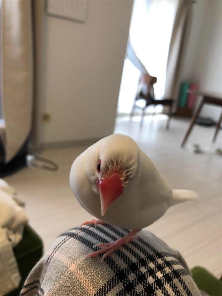 f:id:wasabi1204:20190406110728j:image f:id:wasabi1204:20190406110728j:image