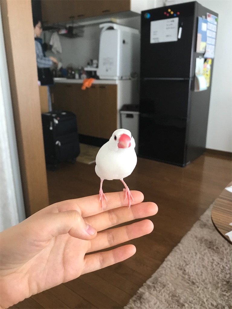 f:id:wasabi1204:20190406111426j:image f:id:wasabi1204:20190406111426j:image