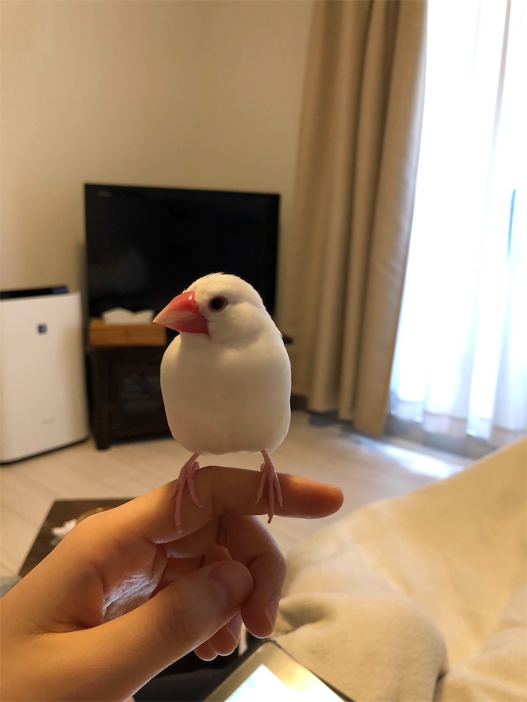 f:id:wasabi1204:20190427203235j:image f:id:wasabi1204:20190427203235j:image