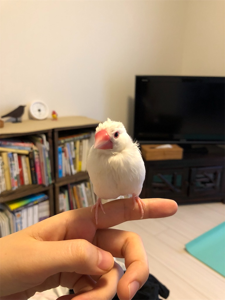 f:id:wasabi1204:20190702075140j:image