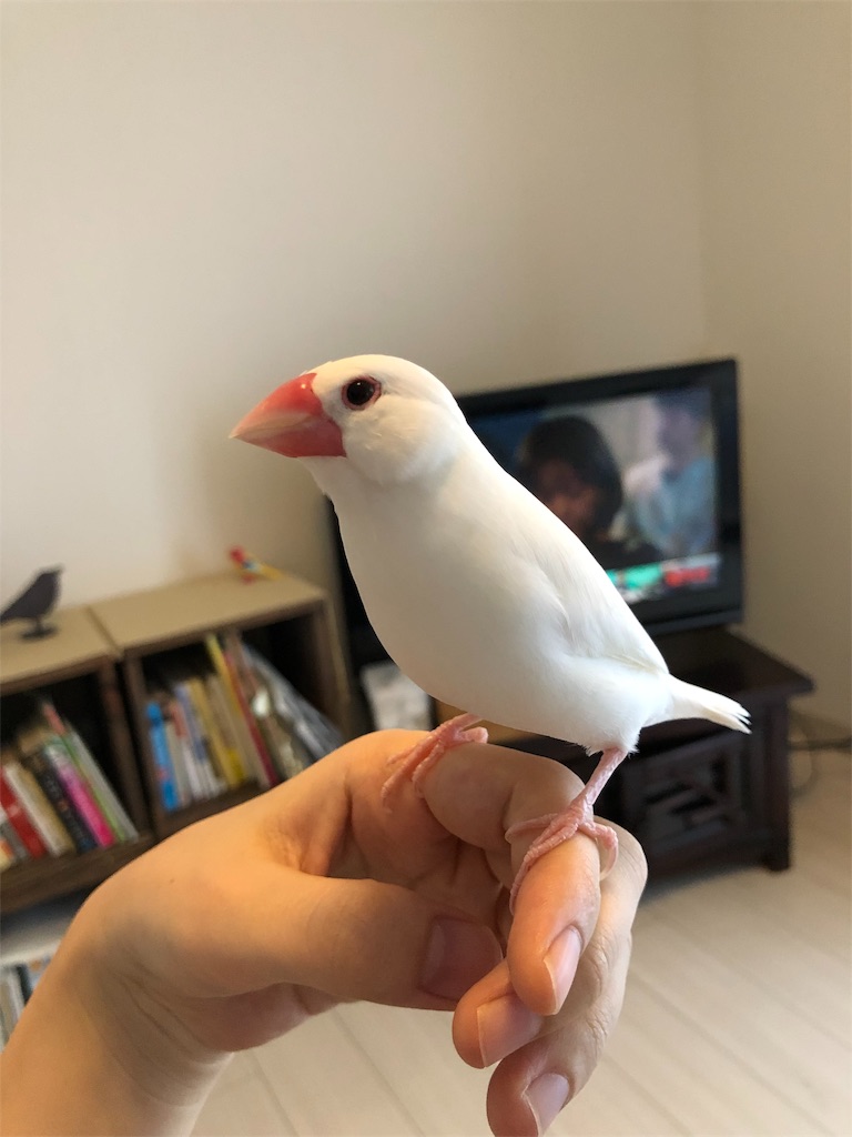 f:id:wasabi1204:20190724135438j:image f:id:wasabi1204:20190724135438j:image