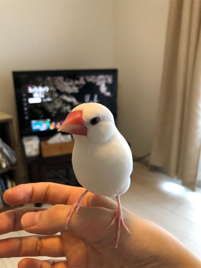 f:id:wasabi1204:20190724135452j:image f:id:wasabi1204:20190724135452j:image