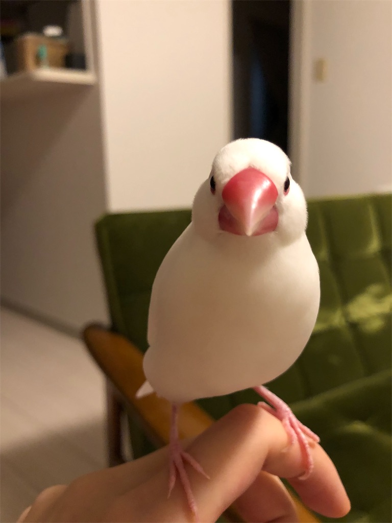 f:id:wasabi1204:20190730193940j:image